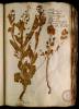  Fol. 19 

Thlaspi latifolium. Thlaspi Dodonei. Scorodo Thlaspi alijs. Alliaria alijs. Thlaspi secundum Matth. Thlaspi Diosc. Drabae et Camelinae folio Lobell.